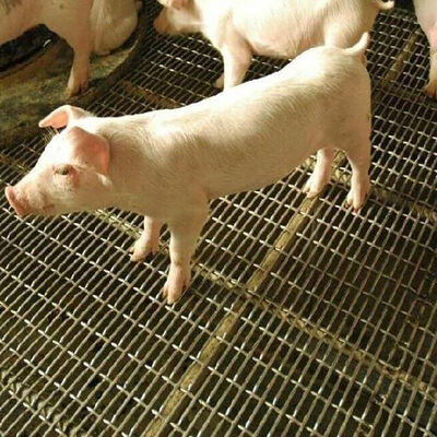 Dobra cena. Szczelinowy drut Grizzly Ekran z kwadratowymi otworami Tektura falista z czarnego żelaza Arkusz węglowy Stal nierdzewna Tkana karbowana siatka druciana do ściany świni w Internecie